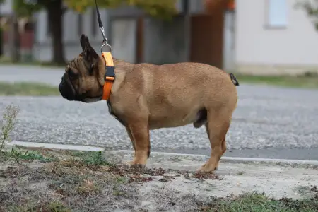 Französische Bulldogge - Hajósbulldy Milkman
