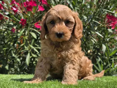 Cavapoo - Jasmin