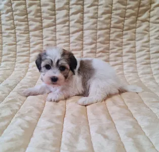 Havanese - Sabina