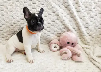French Bulldog - Christmas Dragons Eleanor
