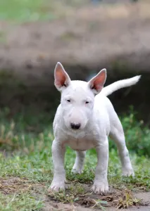 Miniature Bullterrier - Gregory