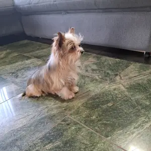Biewer Terrier - Dexter