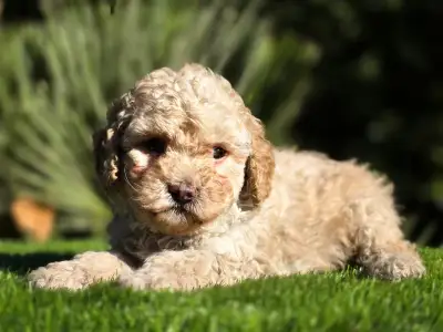 Cavapoo - Moha