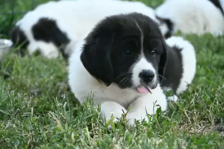 Landseer - Asami