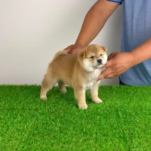 Shiba Inu - Taiyo