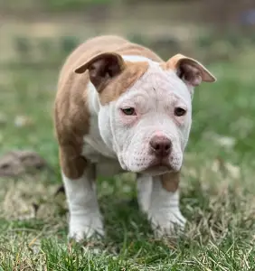 American Bully - Pocket - Barbi