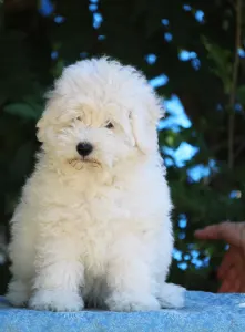 Puli - Adu