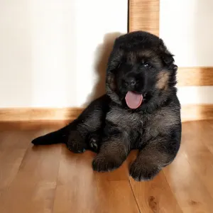 German Shepherd Dog - Kimbo