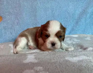 Cavalier King Charles Spaniel - Bentley