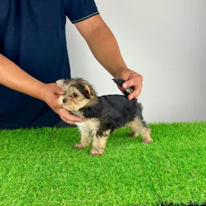 Yorkshire terrier - Error