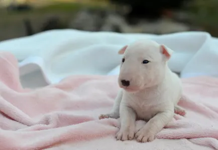 Miniatűr bullterrier - Kimi