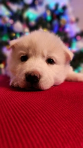 Siberian Husky - Smaragd Of Polar Moonlights