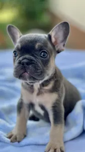 French Bulldog - Zeusz 