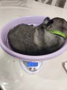 Wolfsspitz - Silver Whirl Bella Fortuna