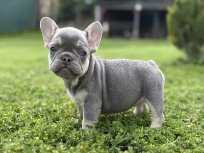French Bulldog - Lola