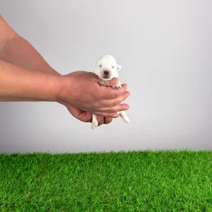 West Highland White Terrier - Irie