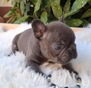 Französische Bulldogge - Davis