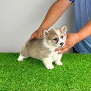 Welsh Corgi Pembroke - Dini
