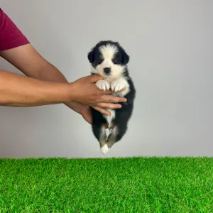Australian Shepherd - Veron