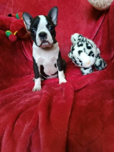 Boston Terrier - Édy
