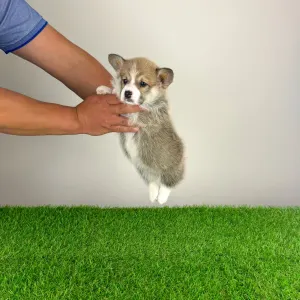 Welsh Corgi Pembroke - Zyrus