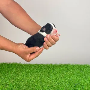 Australian Shepherd - Elany