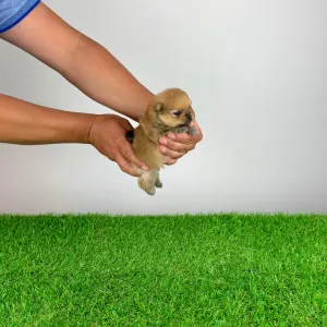 German Pomeranian Spitz - Gatsby