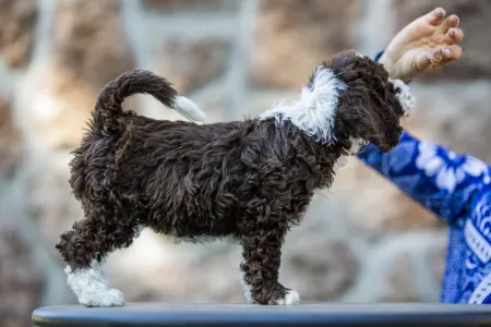 Spanish Waterdog - Casta Diva