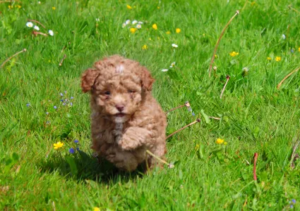 Poodle Toy - Ginger