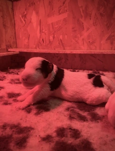 Fox Terrier (Wire) - Diablo Born Of Eastern Curse