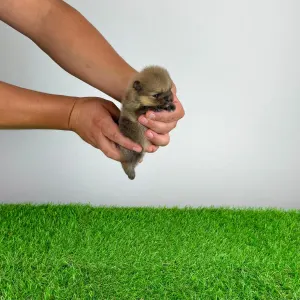 Pomeranian - Tio