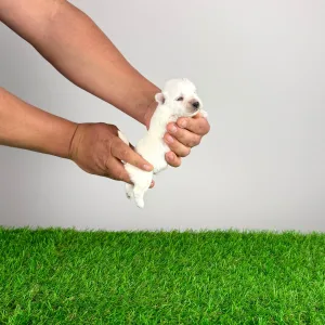 West Highland White Terrier - Koko