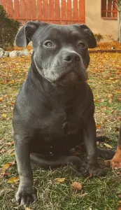 Amerikai Bully - Standard - Bullberry Kennel