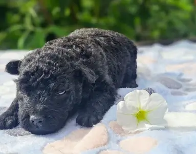 Mudi - White Pörgelóci Jóság