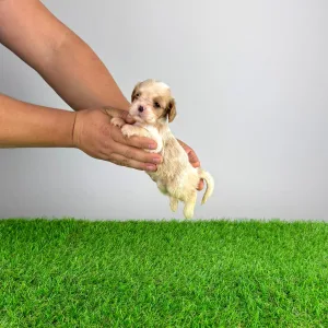 Cavalier King Charles Spaniel - Enzo