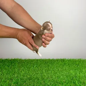 Чихуахуа - Chanel