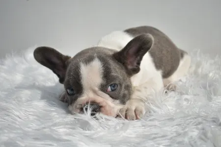 French Bulldog - Luke