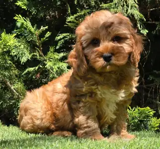 Cavapoo - Mendosa