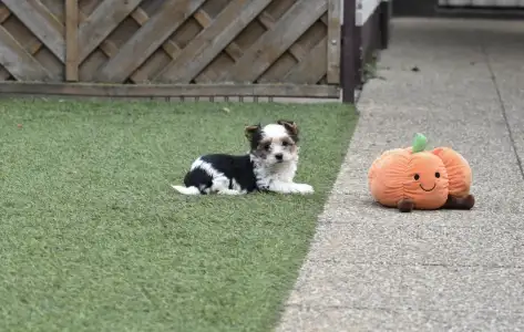 Biewer Yorkshire - Quentina