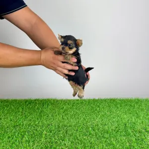 Yorkshire Terrier - Ebony