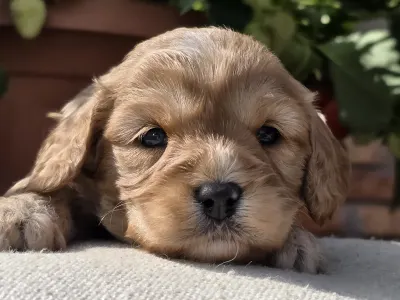 Cavapoo - Bobek