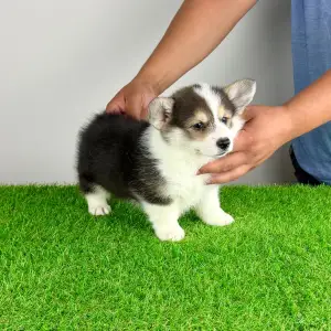 Welsh Corgi Pembroke - Corsa
