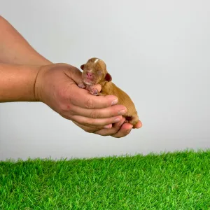 Cavalier King Charles Spaniel - Liane