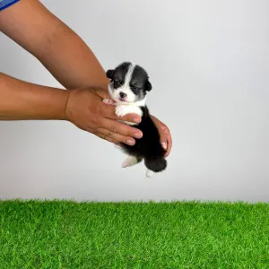 Welsh Corgi Pembroke - Corsa