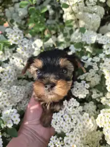 Yorkshire Terrier - Rio De Janeiro