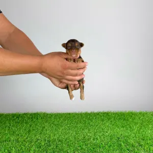 Yorkshire terrier - Harmony