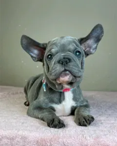 French Bulldog - Oliver