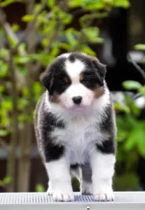 Австралийская овчарка - Winstead Prince Of Hastings