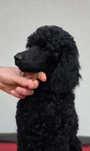 Poodle Standard - Don Vito Corleone