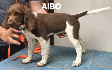 Malý münsterlandský ohař - Aibo
